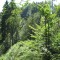 20090729_tellenbach_f2_be_02.jpg