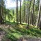 20190702_f04_nuewenalpwald_et_04.jpg