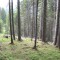 20140616_nuewenalpwald_f4_et_02.jpg