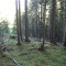 20110704_nuewenalpwald_f4_be_03.jpg