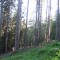 20110704_nuewenalpwald_f6_be_08.jpg